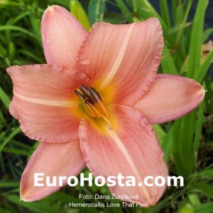Hemerocallis Love That Pink - Eurohosta