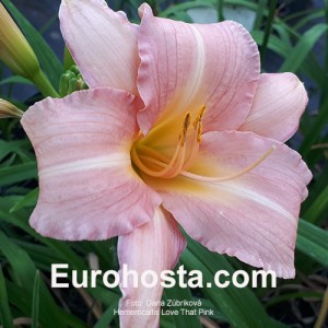 Hemerocallis Love That Pink - Eurohosta