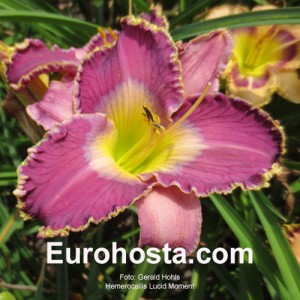 Hemerocallis Lucid Moment