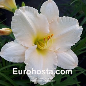 Hemerocallis Lullaby Baby