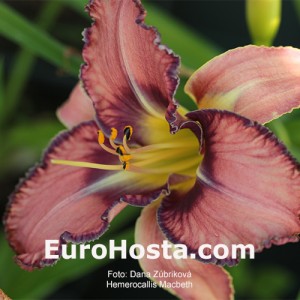 Hemerocallis Macbeth