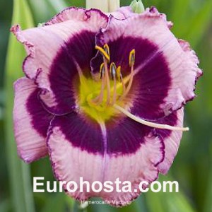 Hemerocallis Macbeth - Eurohosta