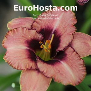 Hemerocallis Macbeth