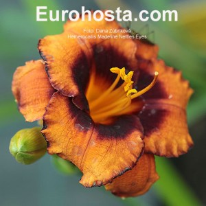 Hemerocallis Madeline Nettles Eyes - Eurohosta