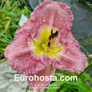  Hemerocallis Magic Amethist