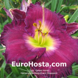 Hemerocallis Magnificent Obsession