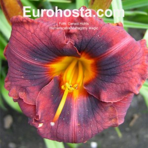 Hemerocallis Mahogany Magic