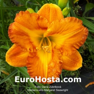 Hemerocallis Margaret Seawright - Eurohosta