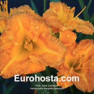 Hemerocallis Margaret Seawright - Eurohosta