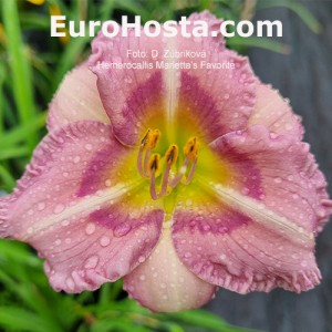 Hemerocallis Marietta's Favorite - Eurohosta