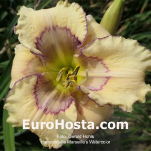 Hemerocallis Marseilles Watercolor