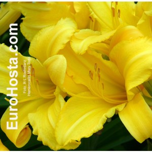 Hemerocallis Mary Tood - Eurohosta