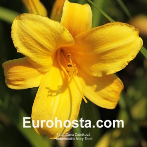 Hemerocallis Mary Tood - Eurohosta