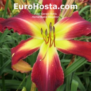 Hemerocallis Megatron