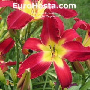 Hemerocallis Megatron