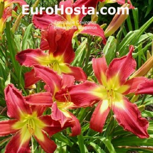 Hemerocallis Megatron