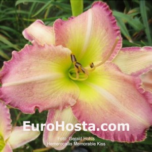 Hemerocallis Memorable Kiss