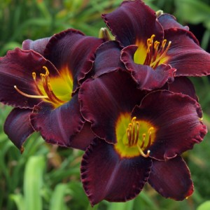 Hemerocallis Midnight Magic 