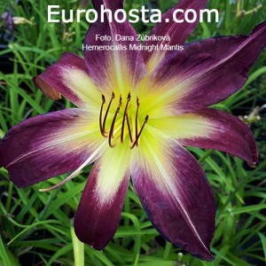 Hemerocallis Midnight Mantis