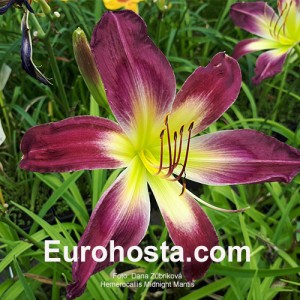 Hemerocallis Midnight Mantis