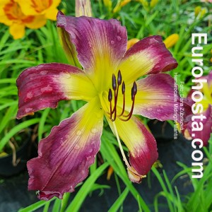 Hemerocallis Midnight Mantis