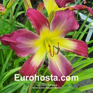 Hemerocallis Midnight Mantis