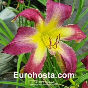 Hemerocallis Midnight Mantis