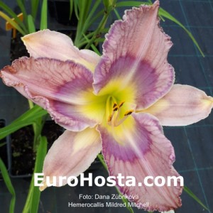 Hemerocallis Mildred Mitchell - Eurohosta