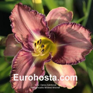 Hemerocallis Mildred Mitchell - Eurohosta