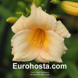 Hemerocallis Mini Pearl - Eurohosta