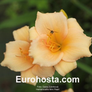 Hemerocallis Mini Pearl - Eurohosta