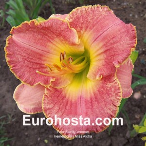 Hemerocallis Miss Aloha