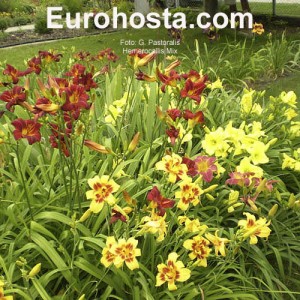 Hemerocallis Mix - Eurohosta