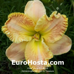 Hemerocallis Moment to Treasure 