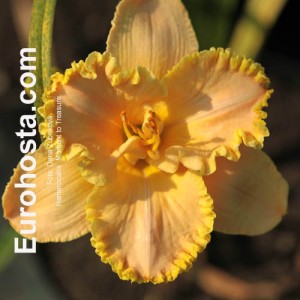 Hemerocallis Moment to Treasure 