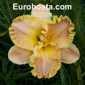 Hemerocallis Moment to Treasure 