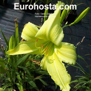 Hemerocallis Moravia