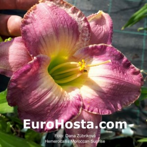 Hemerocallis Moroccan Sunrise - Eurohosta