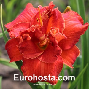 Hemerocallis Moses Fire