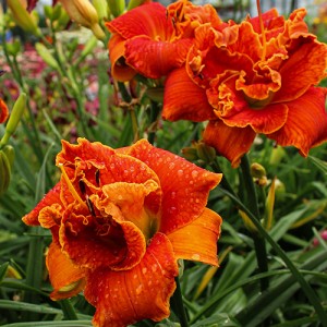 Hemerocallis Moses Fire