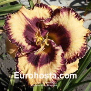 Hemerocallis Moussaka