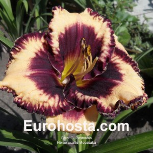 Hemerocallis Moussaka