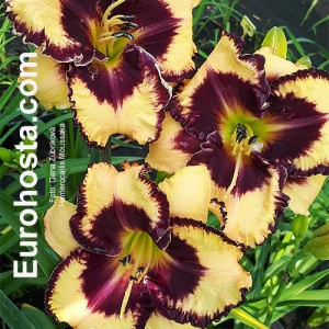 Hemerocallis Moussaka