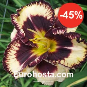 Hemerocallis Moussaka - Eurohosta