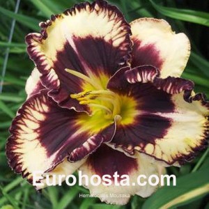 Hemerocallis Moussaka - Eurohosta