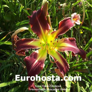 Hemerocallis Muscadine Wine - Eurohosta