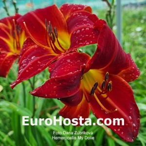 Hemerocallis My Dolie - Eurohosta