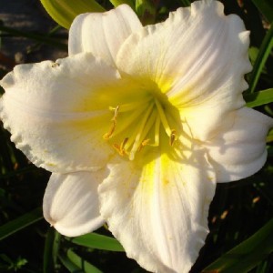 Hemerocallis Nanuq