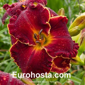 Hemerocallis Naughty Red