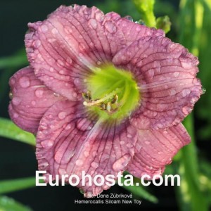 Hemerocallis Siloam New Toy - Eurohosta